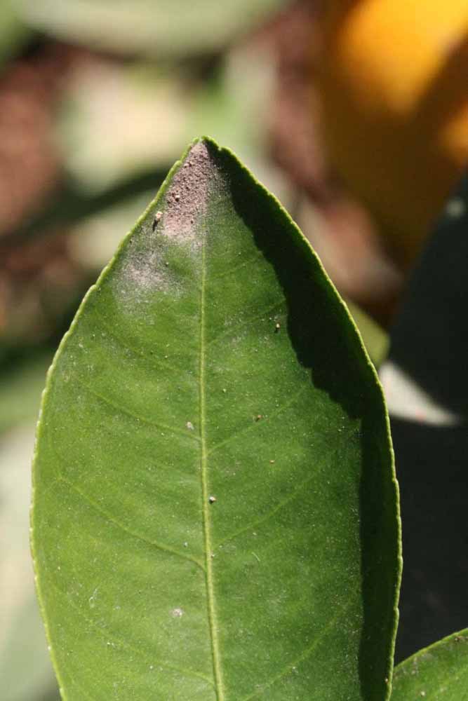              Margin (Riverside, CA)       